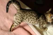 ベンガル【兵庫県・男の子・2020年9月28日・ブラウンスポテッドタビー(ロゼット)】の写真4「12/3撮影」