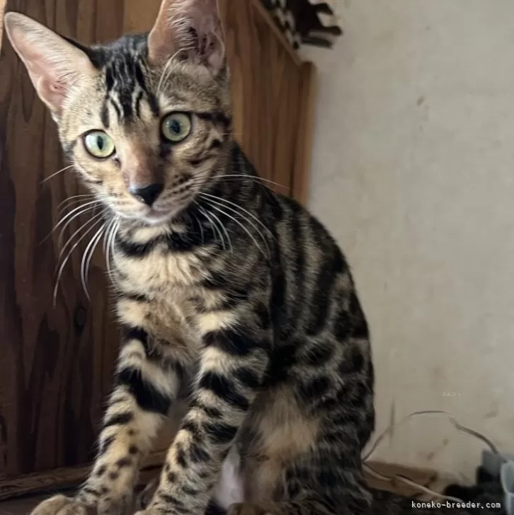 ベンガル【兵庫県・女の子・2025年4月25日・ブラウン(ブラック)スポテッドタビー】の写真1