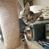 ベンガル