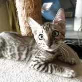 ベンガル