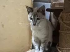 ベンガル【兵庫県・女の子・2025年6月20日・シールスポテッドリンクスポイント】の写真3