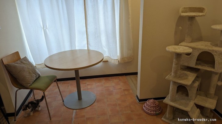 李　龍秀(り　たつひで)ブリーダー(東京都・ノルウェージャンフォレストキャットなど・ICC/ACC登録)の紹介写真2