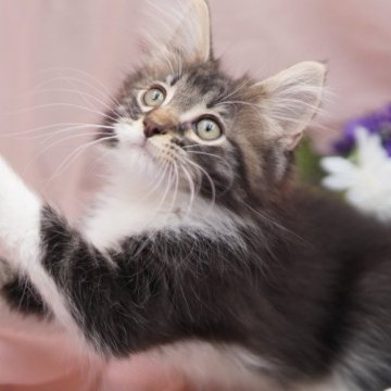 ノルウェージャンフォレストキャット【東京都・男の子・2023年4月1日・ブラウンタビー&ホワイト】の写真「白いおててがチャームポイント！可愛い男の子♪」