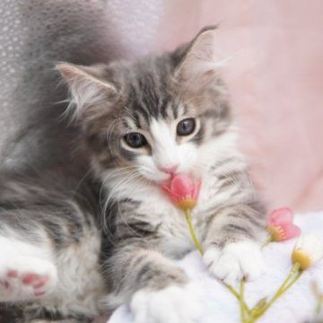 ノルウェージャンフォレストキャット【東京都・男の子・2023年3月25日・ブルータビー&ホワイト】の写真「小柄で超絶かわいい男の子」