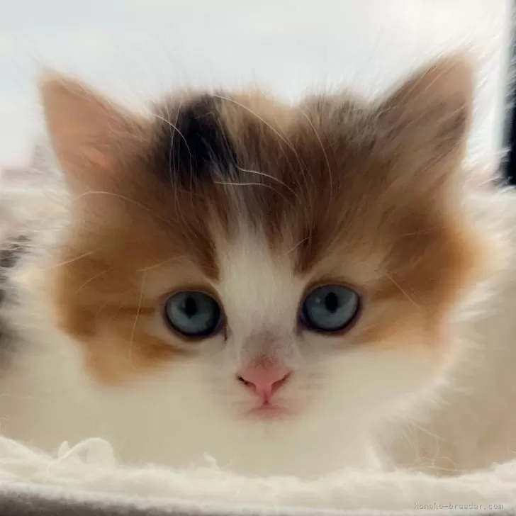 アイ 様のお迎えした子猫