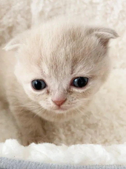 ID：2202-00487の子猫