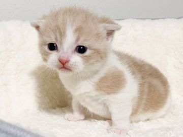 スコティッシュフォールド(折れ耳)【埼玉県・男の子・2021年1月1日・クリームタビー&ホワイト】の写真「ぼんやりしたり寝ていたりマイペースな子です♡」