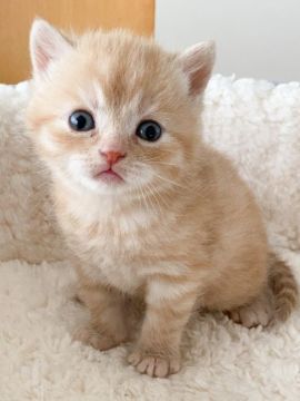 スコティッシュフォールド(立ち耳)【埼玉県・男の子・2022年1月9日・レッドタビー】の写真「少しぼーっとした感じのとても可愛い男の子です♡」