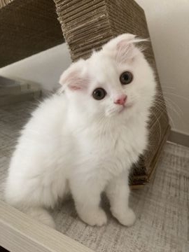 スコティッシュフォールド(折れ耳)【埼玉県・男の子・2021年4月27日・クリームタビー&ホワイト（長毛）】の写真「おめめパッチリなふわもこイケメンちゃん♡」