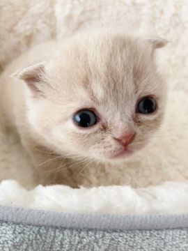 スコティッシュフォールド(折れ耳)【埼玉県・女の子・2022年1月9日・クリームタビー】の写真「おめめが大きくてこぼれそうな女の子です♡」