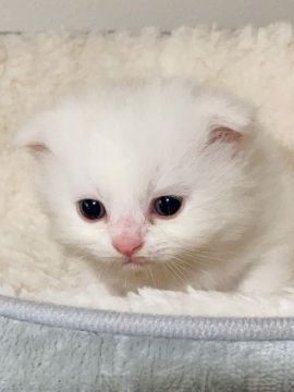 スコティッシュフォールド(折れ耳)【埼玉県・男の子・2021年4月27日・クリームタビー&ホワイト（長毛）】の写真「折れ耳長毛のふわっふわな女の子です♡」