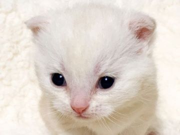 スコティッシュフォールド(折れ耳)【埼玉県・女の子・2021年1月1日・クリームタビー】の写真「淡い色合いが可愛いおめめパッチリな女の子です♡」