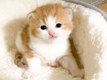 スコティッシュフォールド(折れ耳)【埼玉県・女の子・2021年1月1日・レッドタビー&ホワイト】の写真「とても顔立ちが可愛い女の子です♡」