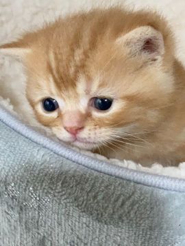 スコティッシュフォールド(立ち耳)【埼玉県・男の子・2021年4月27日・レッドタビー】の写真「タレ目ちゃんで可愛いです♡」