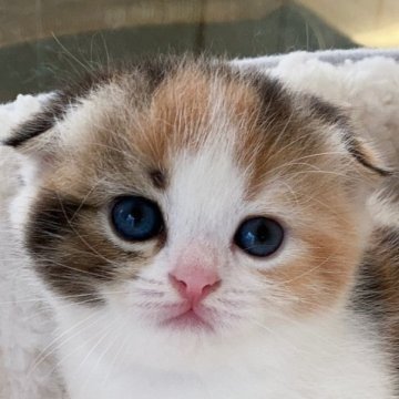 スコティッシュフォールド【埼玉県・女の子・2023年8月14日・キャリコ】の写真「おれ耳でお顔がまん丸な可愛い女の子です」