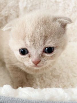 スコティッシュフォールド(折れ耳)【埼玉県・女の子・2022年1月9日・クリームタビー】の写真「おめめが大きくてこぼれそうな女の子です♡」