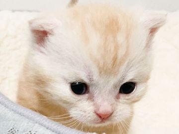 スコティッシュフォールド(折れ耳)【埼玉県・男の子・2021年1月1日・レッドタビー】の写真「好奇心旺盛でつぶらな瞳の子です♡」