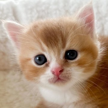 スコティッシュフォールド(立ち耳)【埼玉県・男の子・2024年5月18日・レッドアンドホワイト（ショートヘア）】の写真「絞れません！全てがアピールポイントです♡」