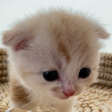 スコティッシュフォールド(折れ耳)【埼玉県・男の子・2023年3月3日・クリーム&ホワイト(カメオ&ホワイト)（ふわふわ）】の写真「どんどん可愛く育っています♡」