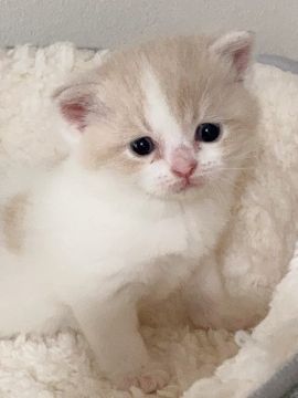スコティッシュフォールド(立ち耳)【埼玉県・女の子・2021年4月27日・クリームタビー&ホワイト】の写真「タレ目でいつも眠そうなふわふわちゃん♡」