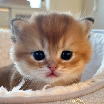 ブリティッシュショートヘア【埼玉県・男の子・2023年11月25日・ゴールデン】の写真「少しぽーっとした可愛い男の子です」