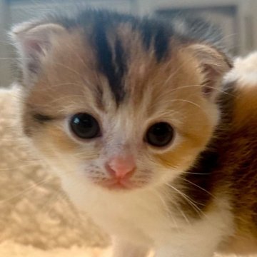 スコティッシュフォールド(折れ耳)【埼玉県・女の子・2024年6月12日・キャリコ】の写真「とても可愛い女の子です。」