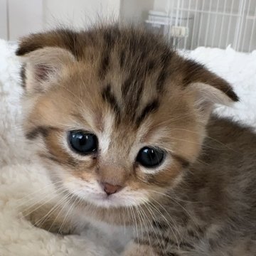 スコティッシュフォールド(折れ耳)【埼玉県・女の子・2025年10月11日・ブラウンタビー（ふわふわな毛並み）】の写真「すごく可愛い子です🩷」