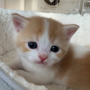 スコティッシュフォールド(立ち耳)【埼玉県・男の子・2025年10月11日・レッドアンドホワイト（ふわふわな毛並み）】の写真「元気な男の子、食いしん坊で可愛い子です🩷」