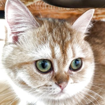 ブリティッシュショートヘア【埼玉県・女の子・2024年10月24日・ゴールデン（ふわふわな毛並み😺）】の写真「マイペースな可愛い子。丸いお顔で甘えてきます❤️」