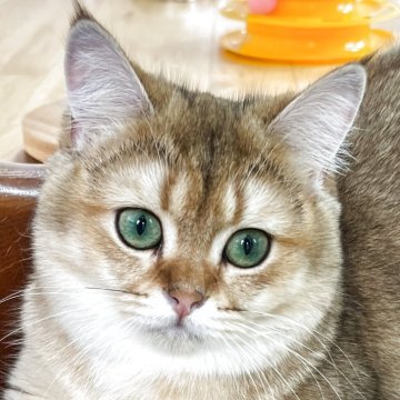 ブリティッシュショートヘア【埼玉県・女の子・2024年10月24日・ゴールデン（綺麗な毛並み）】の写真「可愛く綺麗なお顔立ち。目が綺麗で元気な子❤️」