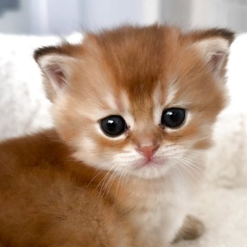 ブリティッシュショートヘア【埼玉県・男の子・2025年10月2日・ゴールデン（ふわふわな毛並み）】の写真「女の子らしい顔のとても可愛い子です🩷」