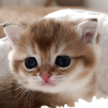 ブリティッシュショートヘア【埼玉県・男の子・2025年10月2日・ゴールデン（ふわふわな毛並み）】の写真「元気ですごく可愛い子です🩷」