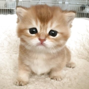 ブリティッシュショートヘア【埼玉県・女の子・2025年10月2日・ゴールデン（ふわふわな毛並み）】の写真「お母さん似のとても可愛い子です🩷」