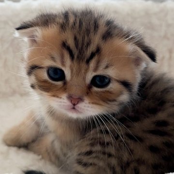 スコティッシュフォールド(折れ耳)【埼玉県・男の子・2025年10月11日・ブラウンタビー（ふわふわな毛並み）】の写真「元気ですごく可愛い子です🩷」