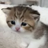 スコティッシュフォールド(立ち耳)