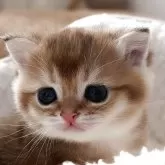 ブリティッシュショートヘア【埼玉県・男の子・2025年10月2日・ゴールデン】の写真1