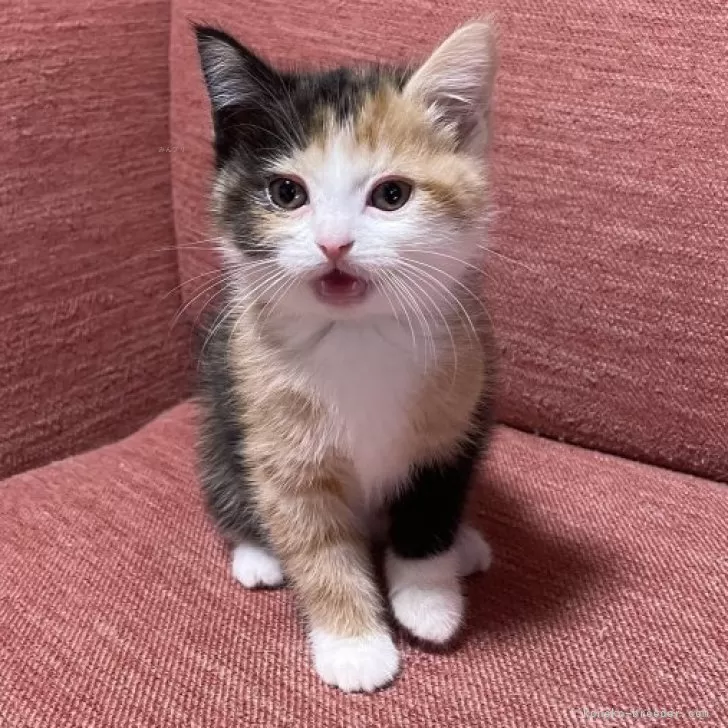 ID:2412-01408の子猫