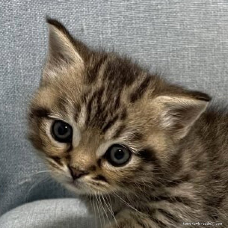 ブリーダー画像