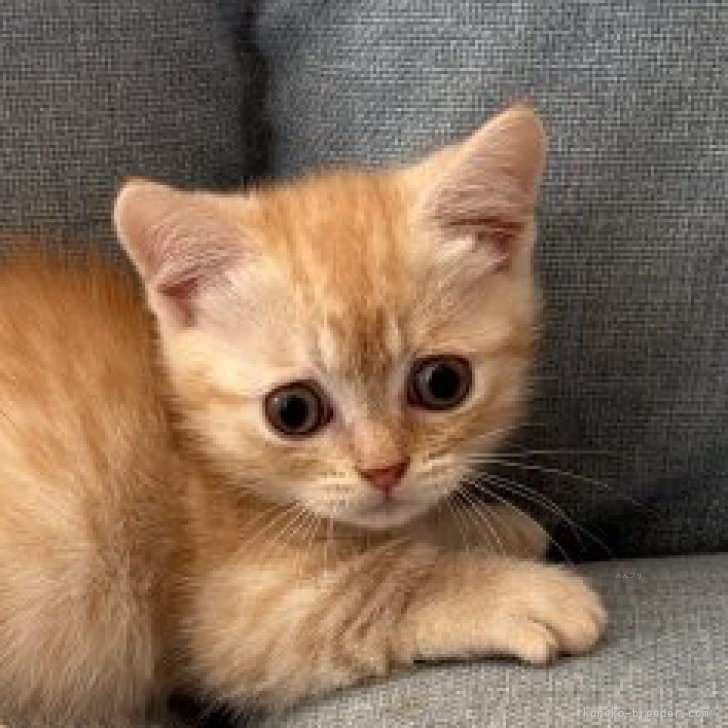 ブリーダー画像