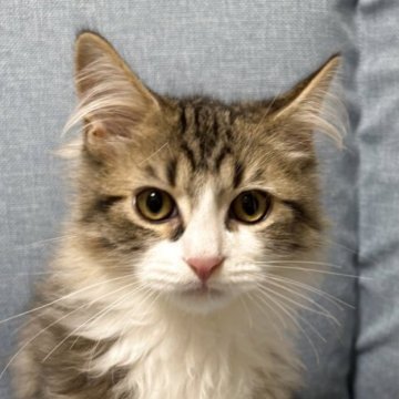 サイベリアン【熊本県・男の子・2025年4月13日・ブラウンタビー&ホワイト】の写真「育てやすいサイズになってます💙」