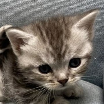 マンチカン(短足)【熊本県・男の子・2025年11月9日・シルバータビー】の写真「超短足君で可愛い男の子🩵」