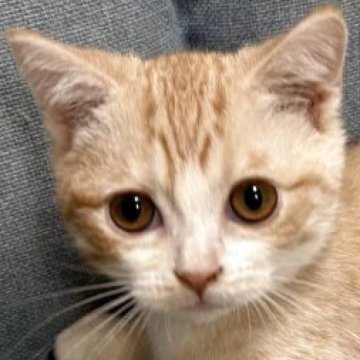 マンチカン(短足)【熊本県・男の子・2025年9月4日・カメオマッカーレルタビー&ホワイト】の写真「すくすく成長中」