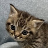 マンチカン(短足)