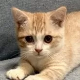 マンチカン(短足)