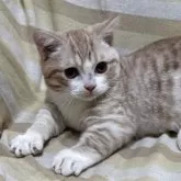 マンチカン(短足)