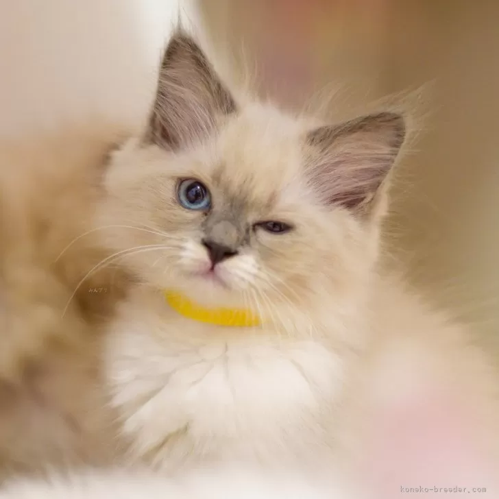 ai 様のお迎えした子猫