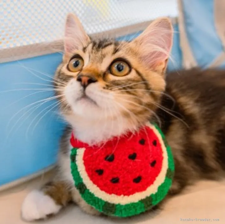 なお 様のお迎えした子猫
