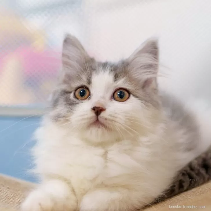 ID：2411-00361の子猫