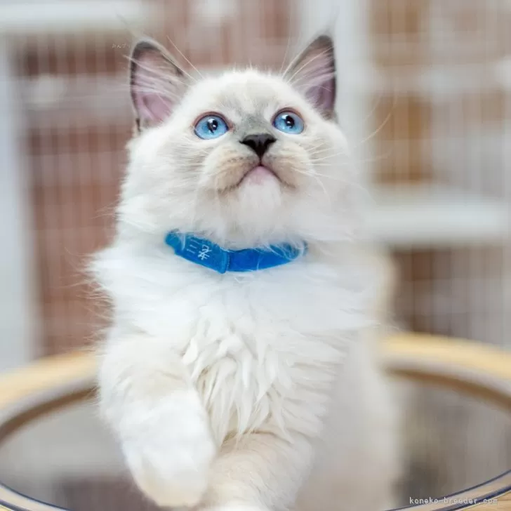 ID：2407-01268の子猫