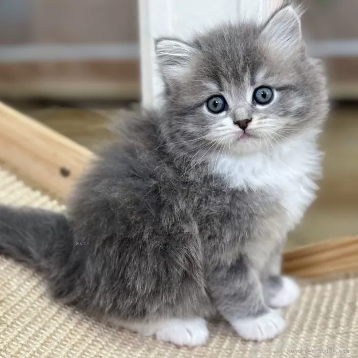 ID：2405-02440の子猫
